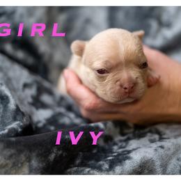 Ivy - Liver female French Bulldog puppy in Denison, Texas from Lovemyfrenchies – Stoddard Frenchbulldog's