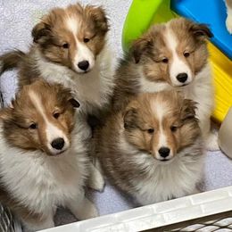 Shetland Sheepdog Puppies from Cheri Spangler's Shetland Sheepdogs