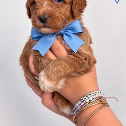Stitch(Blue) - Red  male Poodle puppy in Stuart Fl, Florida from Lincoln & Lady Co.
