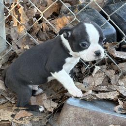 Male - Black and white male Boston Terrier puppy in Mc Donough, Georgia from Ballard Boston Terriers