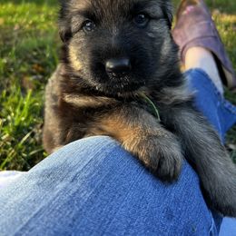 German Shepherd Puppies from Starry Night German Shepherd Dogs