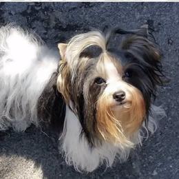 Potion - Yorkshire Terrier