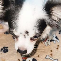Phoebe - Chihuahua