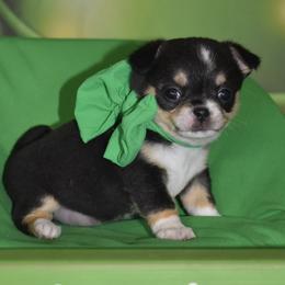Willow - Black and tan female Chihuahua puppy in Gloucester, Virginia from Charlotte's Web of Chihuahuas