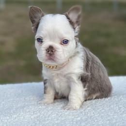 Romeo - White male French Bulldog puppy in Louisville, Kentucky from Fluffy Frenchie Cartel