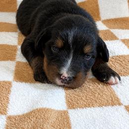 Duncan - Phantom male Bernedoodle puppy in Holden, Missouri from Mid-West Bernedoodles