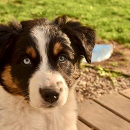 Australian Shepherd Puppies from The Good Shepherd