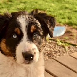 Australian Shepherd Puppies from The Good Shepherd
