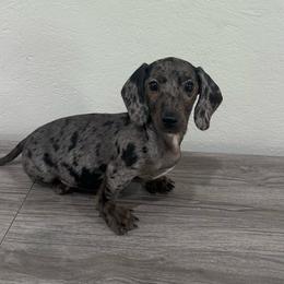 Crush - Dapple male Dachshund puppy in Waycross, Georgia from Southern Paws