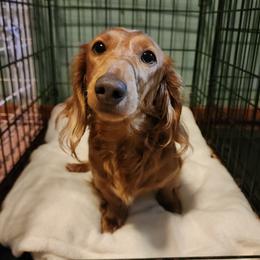 Barbie - Dachshund