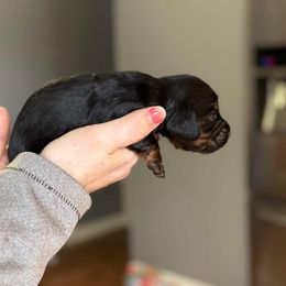 Dachshund Puppies from Rea's Puppies