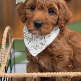Sienna - Red  female Goldendoodle puppy in Leander, Texas from Doodle Doula