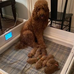 Goldendoodle Puppies from Alabama Angel Goldendoodles