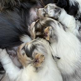 Shetland Sheepdog Puppies from Greener Fields Shelties