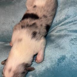 BOY3 - Blue merle white and tan male Collie puppy in Lafayette, Indiana from Katrina's Collies