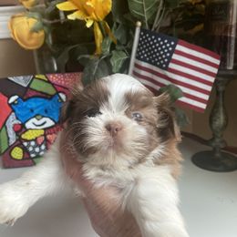 Boy 2 Little Oliver - Shih Tzu puppy from "Shihtzu Best Friend"