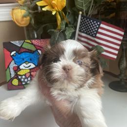 Boy 2 Little Oliver - Shih Tzu puppy from "Shihtzu Best Friend"
