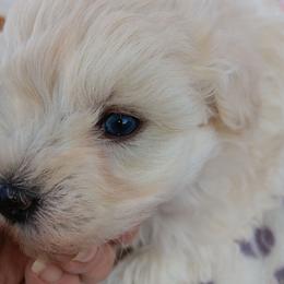 Miss Cotton - Wheaten female Miniature Schnauzer puppy in Shoshone, Idaho from Debra Kruse's Miniature Schnauzers
