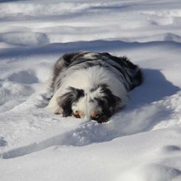 Australian Shepherd Puppies from Big Sky Aussies
