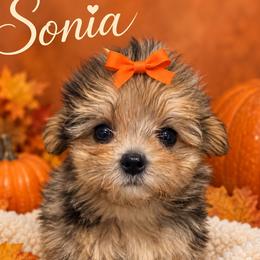 SONIA - Phantom female Maltipoo puppy in Orlando, Florida from Denise’s Puppies