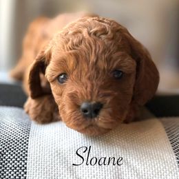Sloane - Red female Cavapoo puppy in Pleasant Hill, Iowa from Harvest Creek