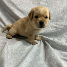 Black - Yellow male Labrador Retriever puppy in Iowa City, Iowa from Country Road Acres