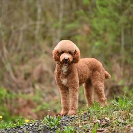 Esther - Red  female Poodle puppy in Deming, Washington from Heavenly Puppies to Love