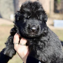 Hiram - Black male German Shepherd puppy in Canton, Texas from WILDWOOD GERMAN SHEPHERDS