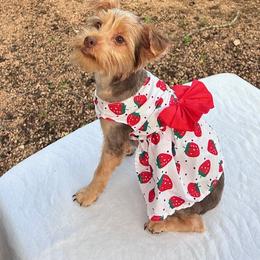 Brown Girl - Tan female Yorkshire Terrier puppy in San Marcos, Texas from Casa de Yorkies
