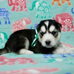 Harley - Black tan and white male Siberian Husky puppy in Lunenburg, Vermont from SNOW WOOLY HUSKY