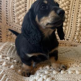 Spring Brook Islands In The Stream - Black and cream female Dachshund puppy in New Ross, Indiana from Spring Brook Farms, LLC