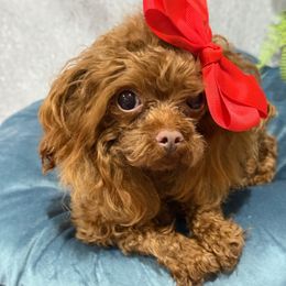 Amalia - Red  female Poodle puppy in California from Yorkie & Maltese Royalty