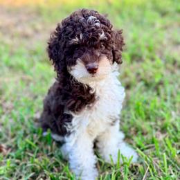 Girl1 - Phantom female Poodle puppy in Liberty, Texas from Poodles and Doodles Most Excellent Adventures