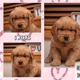 DulciBear - Dark golden female Golden Retriever puppy in Driggs, Idaho from SK Golden Retrievers