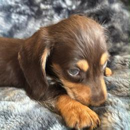 Beni Silky Wire - Chocolate and tan male Dachshund puppy in Argos, Indiana from TKO Doxies