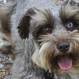 Great Danes and Miniature Schnauzers from Clouser's Bodacious Danes