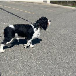Cavapoo puppies from Woodland poodles and Cavapoos