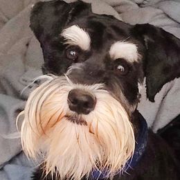 REGGIE - Miniature Schnauzer