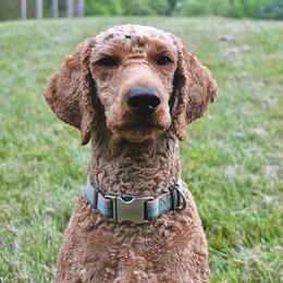 Maya - Poodle