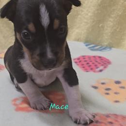 Mace - Black tan and white male Rat Terrier puppy in Divide, Colorado from Outlaw Farm and Kennel