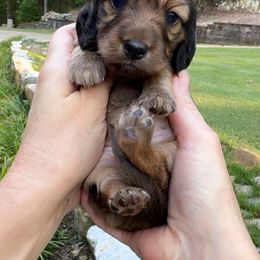 Plum (3200) - Red female Dachshund puppy in Steele, Alabama from Taylored Dachshunds