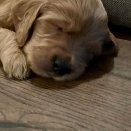 Goldendoodle Puppies from Doodle Devotion