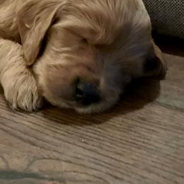 Goldendoodle Puppies from Doodle Devotion