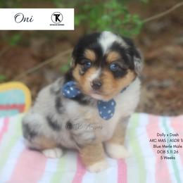 Oni - BMM1 - Blue merle male Toy Australian Shepherd puppy in Nacogdoches, Texas from TK Standard, Mini, & Toy Aussies