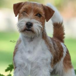 Groot - Russell Terrier