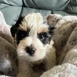AKC Bob 3 K - Black tan and white male Biewer Terrier puppy in Osteen, Florida from Moonshadow Biewer Terriers