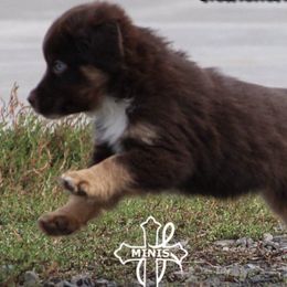 Miniature American Shepherds and Miniature Australian Shepherds from Cross L Miniature American Shepherds