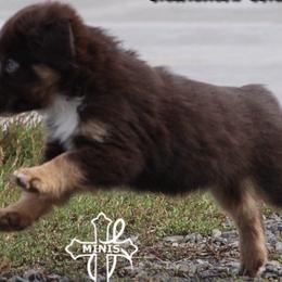 Miniature American Shepherds and Miniature Australian Shepherds from Cross L Miniature American Shepherds