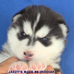 JAZZY'S MALE 6 - Black and white male Siberian Husky puppy in Manilla, Iowa from Bruck's Siberian Huskies