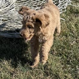 Orange collar - Apricot female Aussiedoodle puppy in Mount Ulla, North Carolina from Girls of anarchy farm